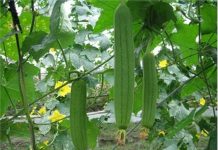 Cách trồng mướp hương sai trĩu quả ngay tại nhà