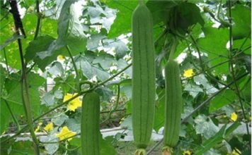 Cách trồng mướp hương sai trĩu quả ngay tại nhà