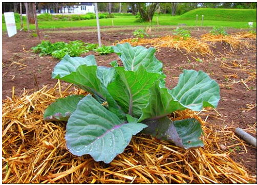 Cách trồng bắp cải xanh mướt an toàn và dễ dàng - 6