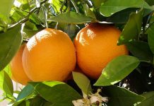 8 loại cây và hoa mang tài lộc vào nhà năm mới - 1