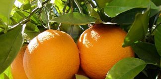 8 loại cây và hoa mang tài lộc vào nhà năm mới - 1