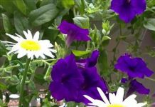 Bí quyết chăm sóc cây cảnh - Archi