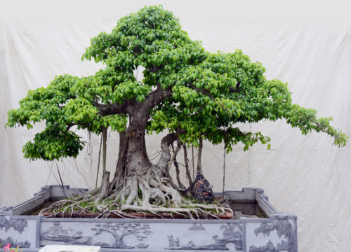 Cách chăm sóc Bonsai để giữ thế cây đẹp theo thời gian 3