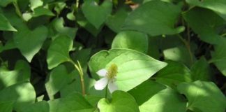 8 tác dụng của rau diếp cá với sức khỏe ít ai biết đến