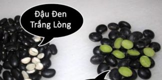 Tác dụng của đậu đen xanh lòng khiến bạn phải ngả mũ
