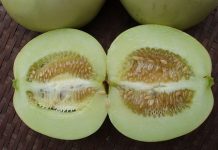 Cách trồng dưa lê trong chậu cho ban công nhà phố cach trong dua le trong chau cho ban cong nha pho