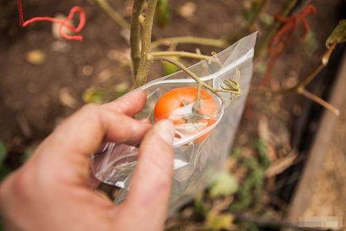 Cách trồng cà chua sạch nên thử ngay - 18