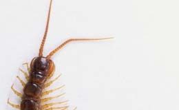 6 phương dược tửu xoa bóp trị đau mỏi xương khớp 1