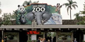 Vườn bách thú San Diego - 1