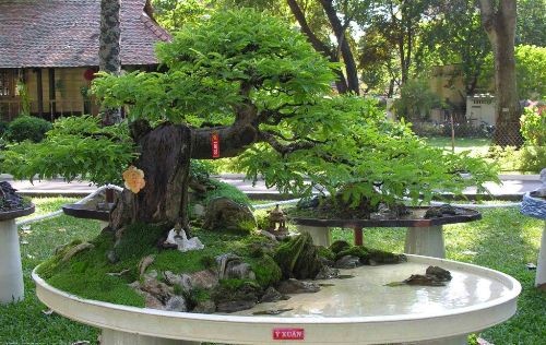 Cách chăm sóc Bonsai để giữ thế cây đẹp theo thời gian 1