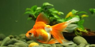 Nuôi cá theo phong thủy và những điều bạn cần biết 1