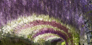 Nhật Bản: Những thiên đường hoa nở rộ vào tháng 5