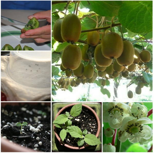 Cách trồng cây kiwi từ hạt tại nhà - 8