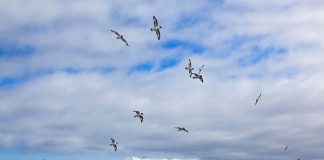 Châu Nam Cực – nơi lạnh nhất thế giới