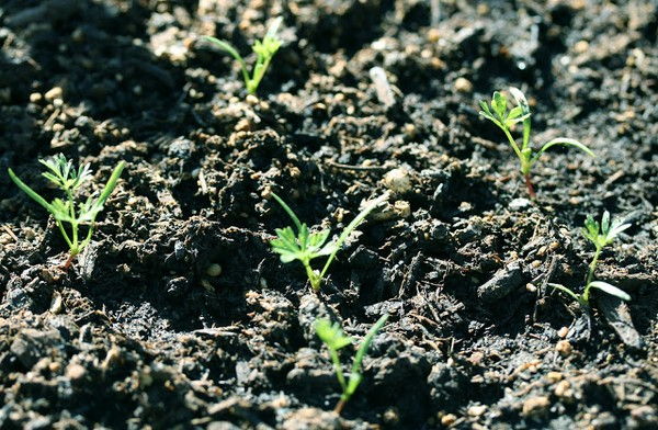 Cách trồng cà rốt mini trong chậu tại nhà  - 5