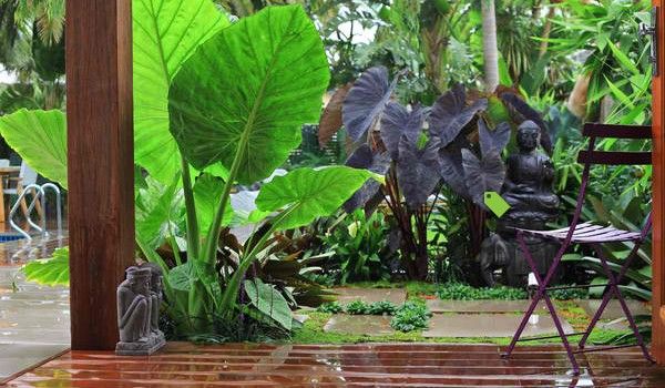 10 bước tạo khu vườn nhiệt đới trong nhà biệt thự - 5