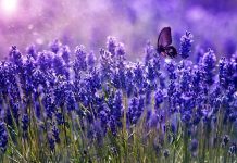 Cách trồng hoa oải hương chi tiết đến từng milimet