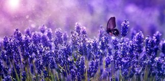 Cách trồng hoa oải hương chi tiết đến từng milimet