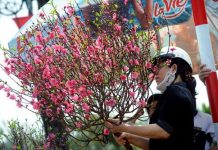 Hướng dẫn cách chọn mua hoa đào và chọn quất ngày Tết 1