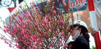 Hướng dẫn cách chọn mua hoa đào và chọn quất ngày Tết 1