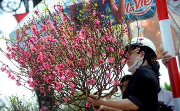 Hướng dẫn cách chọn mua hoa đào và chọn quất ngày Tết 1