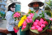 Bí quyết chọn mua và cách giữ hoa sen tươi lâu