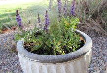 Kỹ thuật trồng oải hương từ hạt Hoa oải hương trồng trong chậu