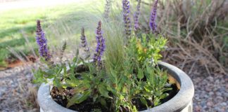 Hoa oải hương trồng trong chậu