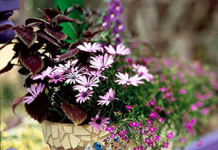 Mang vẻ đẹp mosaic vào vườn nhà