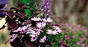 Mang vẻ đẹp mosaic vào vườn nhà