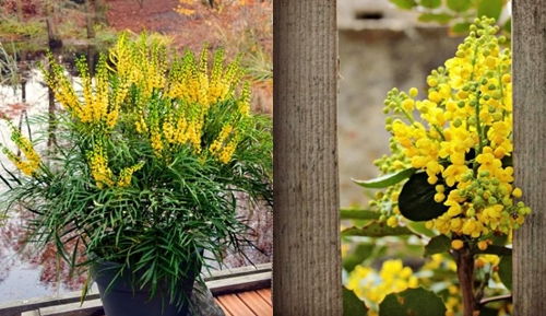 4 loài hoa giúp ngôi nhà đẹp hơn vào mùa đông - 3