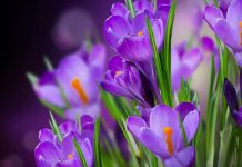 Những chậu hoa ngày Tết thường được dùng để trang trí Những chậu hoa ngày Tết thường được dùng để trang trí - 1