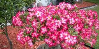 Làm sao để cây sứ Thái ra hoa nhiều vào dịp Tết - 1