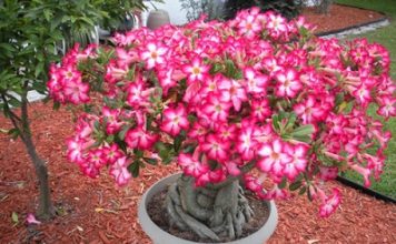 Làm sao để cây sứ Thái ra hoa nhiều vào dịp Tết - 1