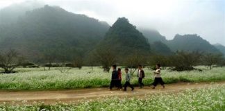 Thông Cuông mùa cải trắng