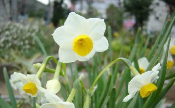 Cách chọn hoa Tết