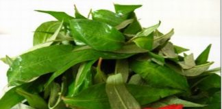 Công dụng tuyệt diệu của rau răm - 1