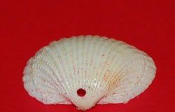 Làm thiên thần vỏ sò xinh xắn trang trí cây thông Noel - 1