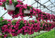 Cách giữ hoa tươi lâu ngày Tết mà bạn cần phải biết - 1