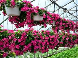 Cách giữ hoa tươi lâu ngày Tết mà bạn cần phải biết - 1