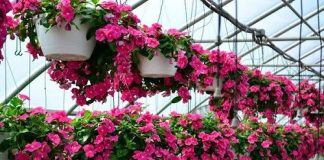 Cách giữ hoa tươi lâu ngày Tết mà bạn cần phải biết - 1