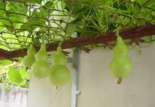 Cây cảnh mang lại may mắn trong năm mới (Phần 2) Cây cảnh mang lại may mắn trong năm mới (Phần 2) - 1