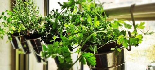 Cách trồng rau trong nhà tiện lợi, tiết kiệm diện tích 5