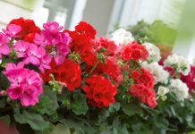 5 loại hoa thơm nên trồng trong nhà 1