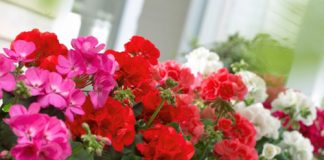 5 loại hoa thơm nên trồng trong nhà 1