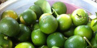 Hướng dẫn tự làm thuốc trị ho đơn giản theo cách dân gian - 1