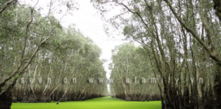 Hoang sơ rừng tràm Trà Sư