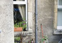 Hướng dẫn cách trồng vườn trong nhà phố (Phần 2) - 1