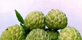 Mẹo dân gian trị bệnh hiệu quả từ quả na bạn nên biết1