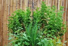 10 mẹo làm vườn chăm sóc cây cảnh thú vị mà hữu ích - 1